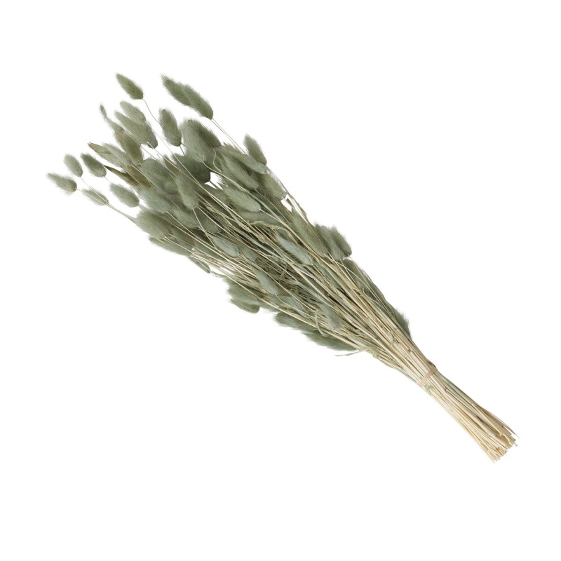 KUIVTAIMED, KUIVLILLED.jpg