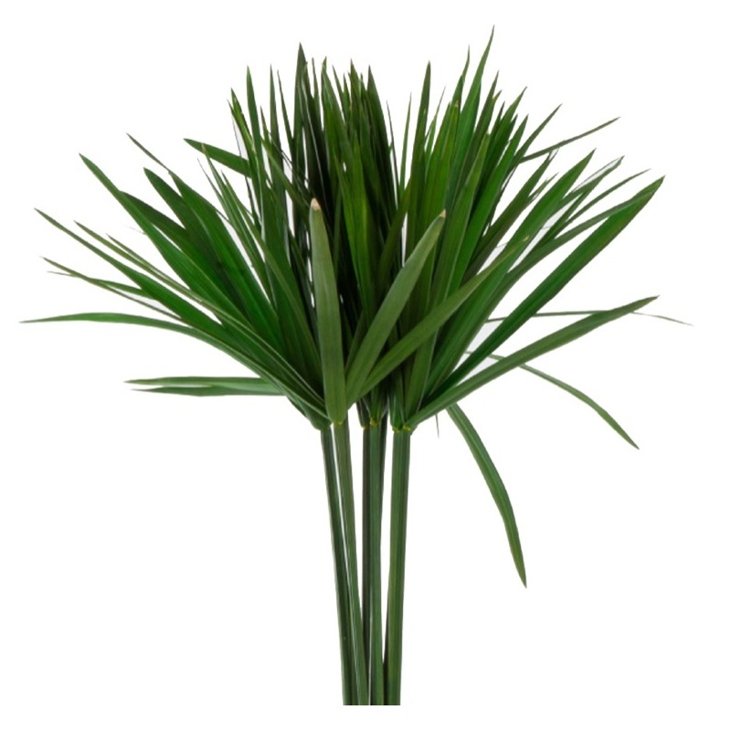 kauasäilivad eukalüptid.jpg