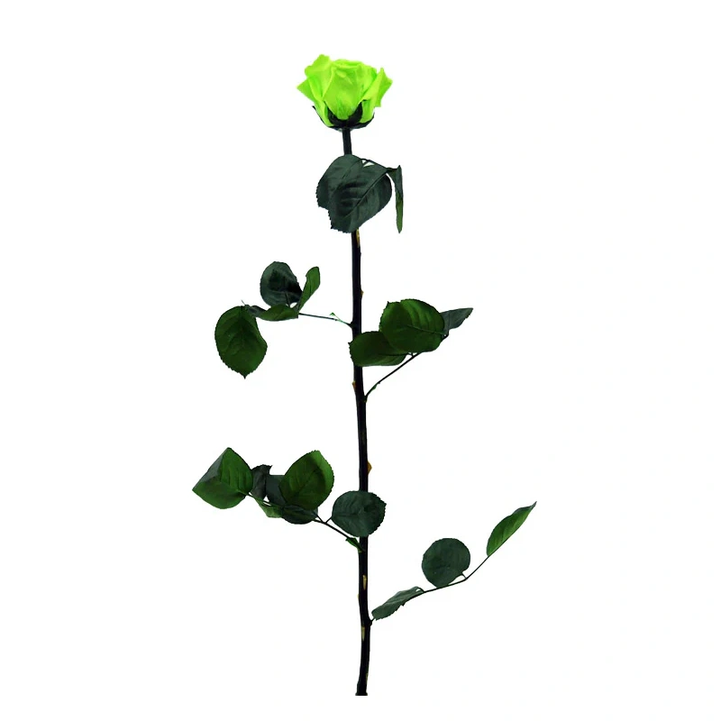 PRZ1170-03-rosa-tallo-standard_760x.jpg.webp