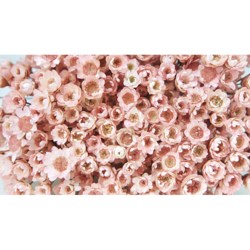 GLIXIA HELEROOSA KUIVATATUD LILLED.png