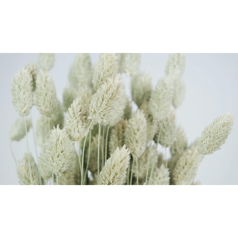 PHALARIS NATURAL BLUMMIN.png