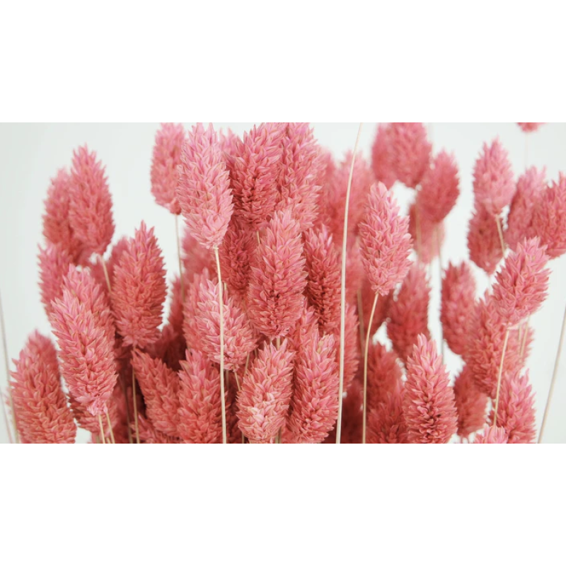 phalaris grenadine kuivatatud lilled.png