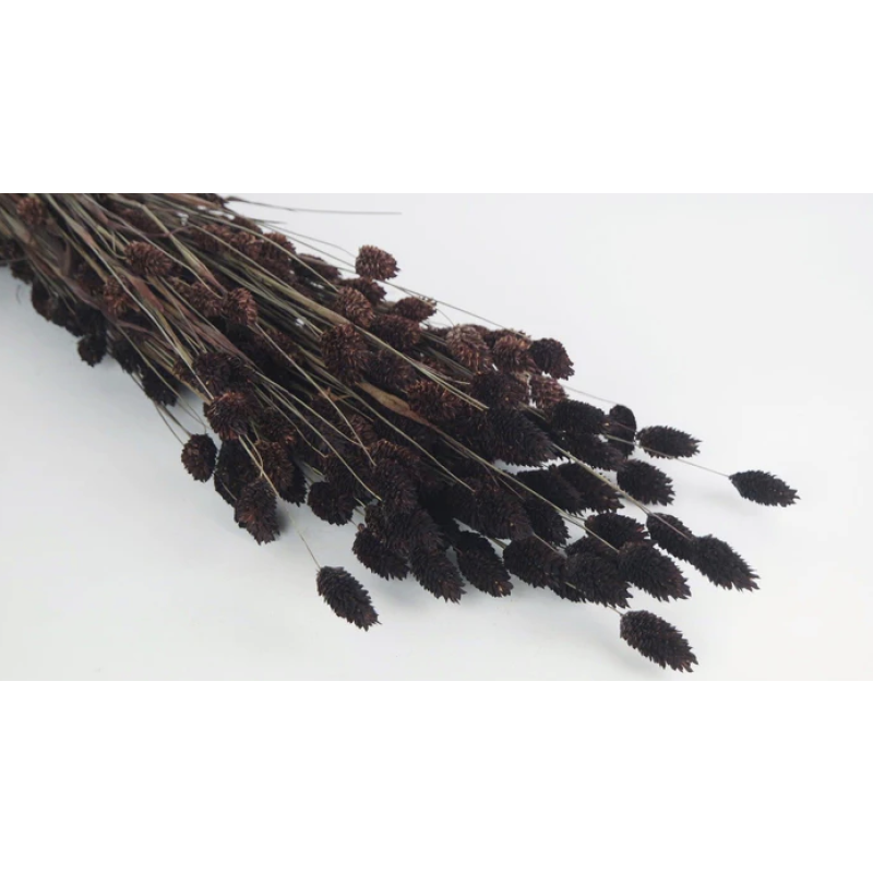 phalaris-deep brown-kuivatatud lilled.png