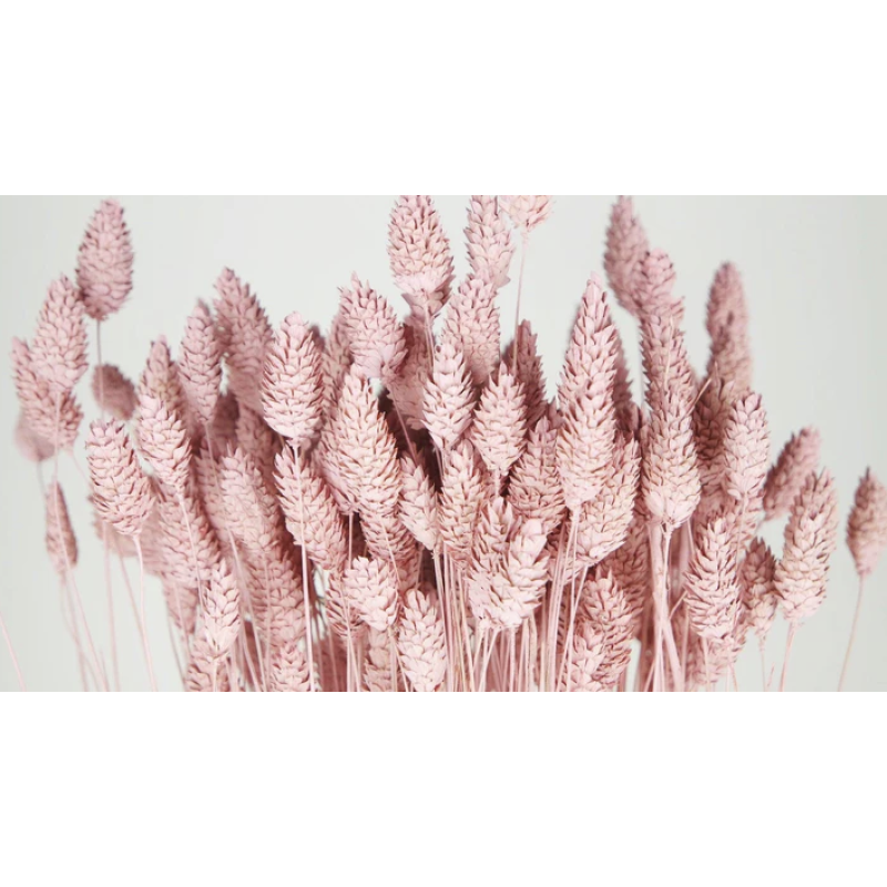 roosa phalaris kuivatatud lilled.png