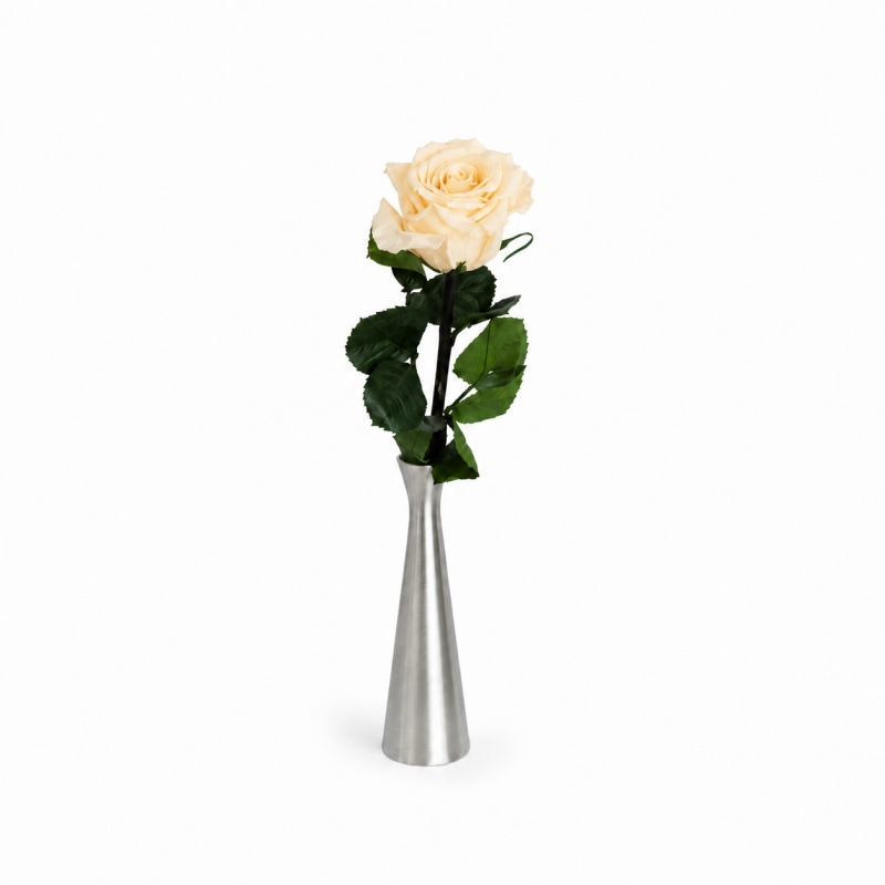 Kauasäiliv varrega šampanjatooni roos 25 cm.png