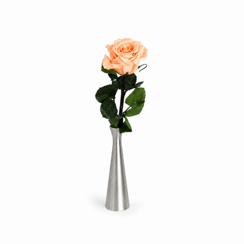 Kauasäiliv varrega virsikuroosa roos 25 cm.png
