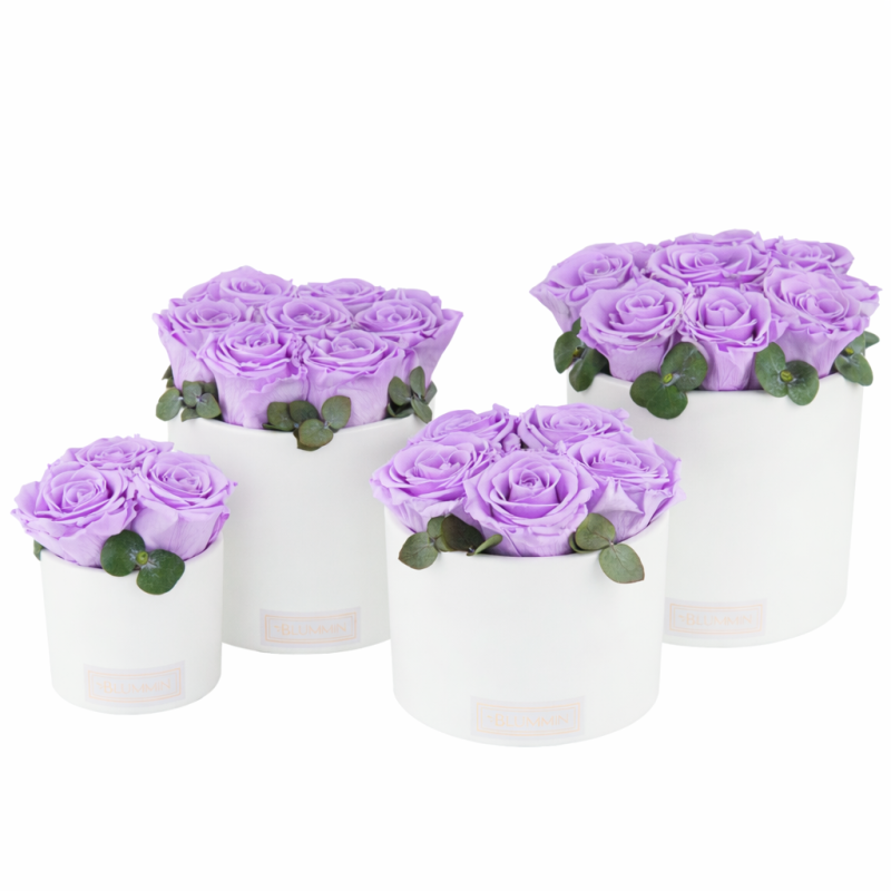 LIGHT VIOLET ROOSID BLUMMIN.png