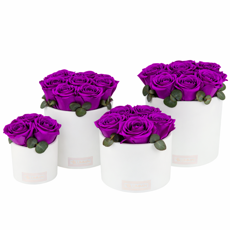 lillad roosid blummin kauasäilivad roosid.png