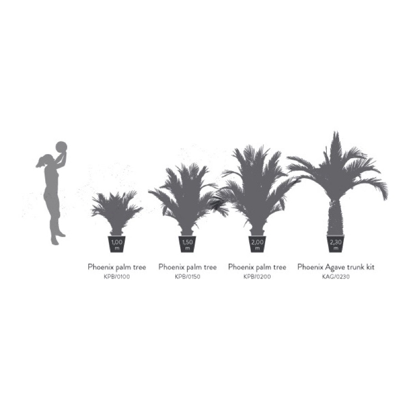 KPB0100-4-palmera-phoenix.png.jpeg