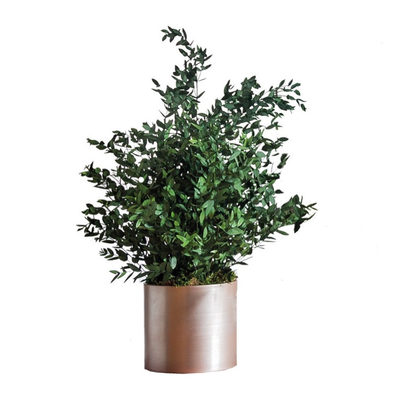SPA0107-1-plantas-parvifolia.jpg