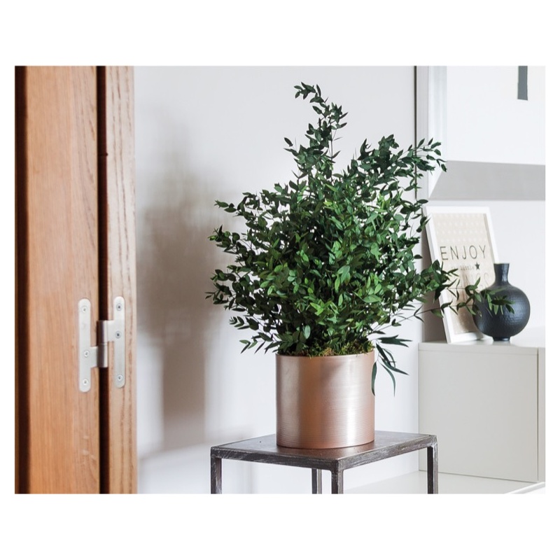 SPA0107-3-plantas-parvifolia.jpg