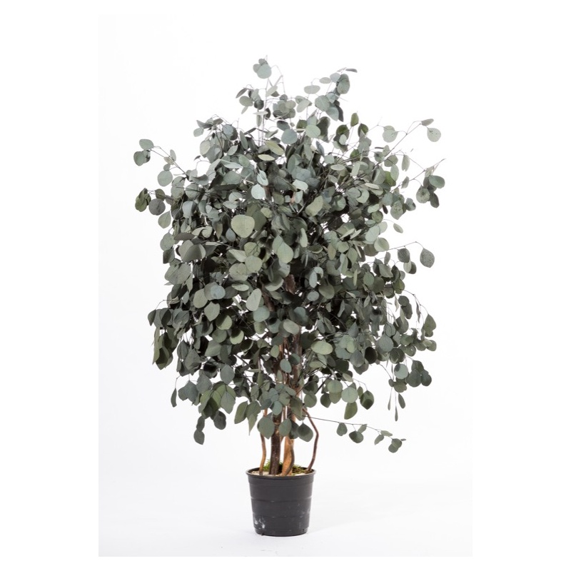 STABILISEERITUD PUUD_WIDE POPULUS.jpg