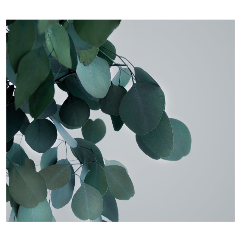 WPO0113-2-wide-populus.jpg