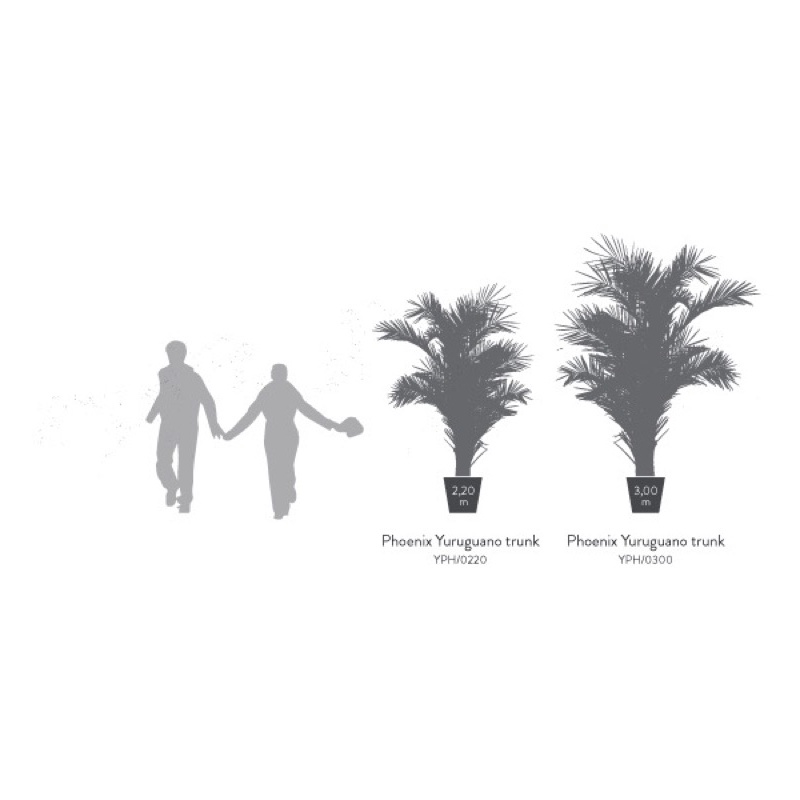 YPH0220-4-palmera-phoenix.png.jpeg
