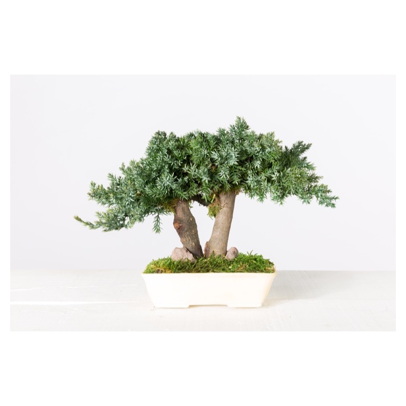 stabiliseeritud bonsai3.jpg