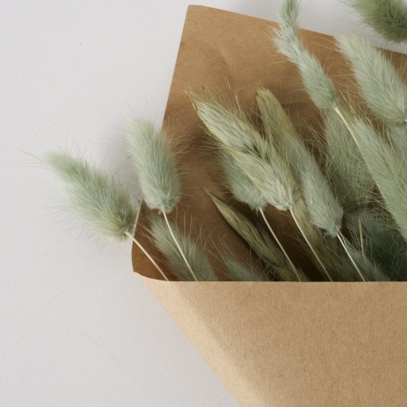 KUIVLILLED - LAGURUS EHK JÄNESESABA ROHELINE