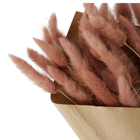 KUIVLILLED - LAGURUS EHK JÄNESESABA DUSTY ROSE