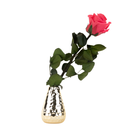 Спящие розы со стеблем - WHITE (25 cm)