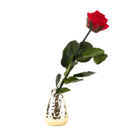 Спящие розы со стеблем - WHITE (25 cm)