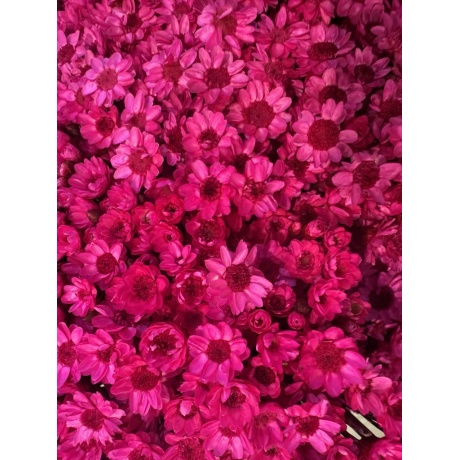 GLIXIA - FUKSIA