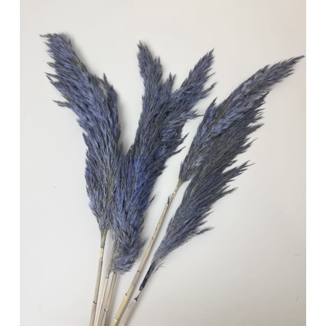 PAMPAS SININE - 5 TK