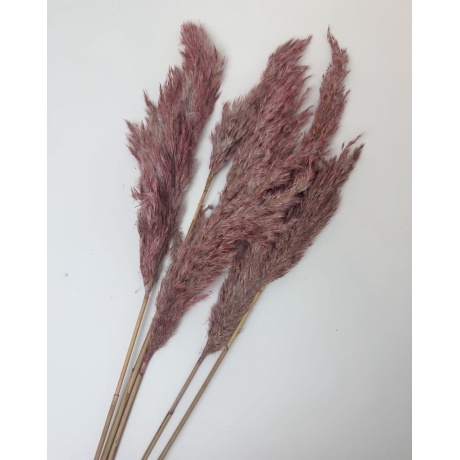 PAMPAS PUNANE - 5 TK