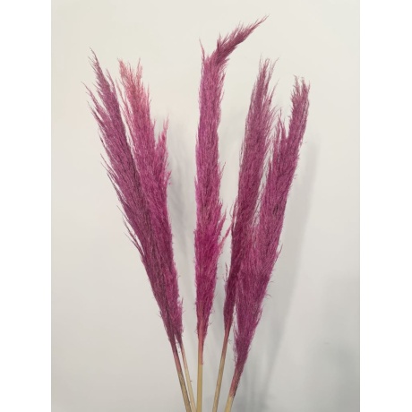 PAMPAS FUKSIA - 5 TK