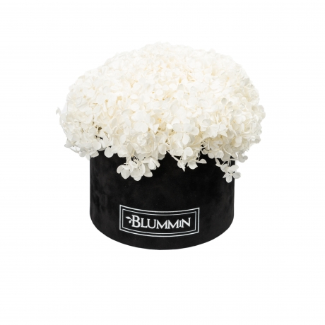 LARGE BLUMMiN - BLACK VELVET BOX WITH WHITE HORTENSIA