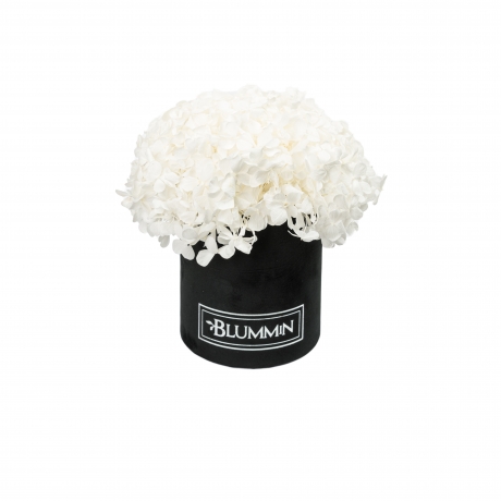 MIDI BLUMMiN - BLACK VELVET BOX WITH WHITE HORTENSIA