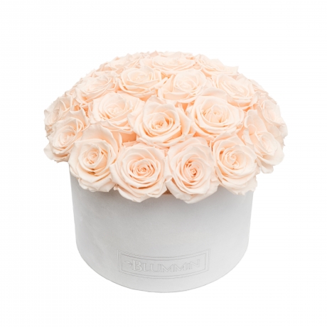 BOUQUET WITH 25 ROSES - LARGE BLUMMIN WHITE VELVET BOX WITH ICE PINK ROSES