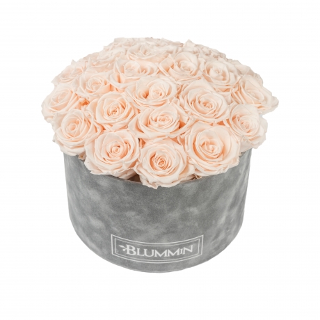 BOUQUET WITH 25 ROSES - LARGE BLUMMIN LIGHT GREY VELVET BOX WITH ICE PINK ROSES