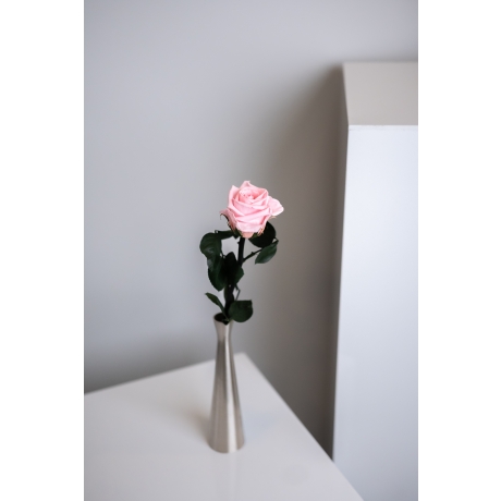Спящие розы со стеблем - BRIDAL PINK (25 cm)
