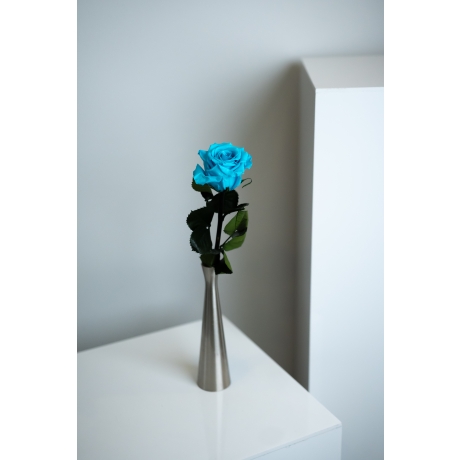 Спящие розы со стеблем - AQUAMARINE (25 cm)