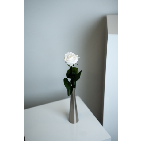 Спящие розы со стеблем - WHITE (25 cm)