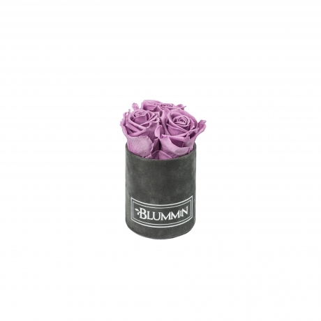  XS BLUMMiN - TUMEHALL SAMETKARP LILAC ROOSIDEGA