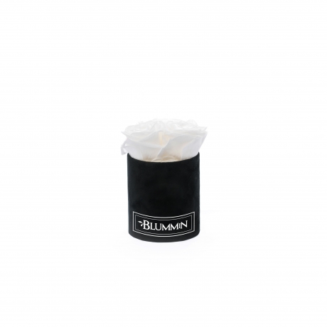 XS BLUMMIN - BLACK VELVET BOX WITH WHITE ROSES