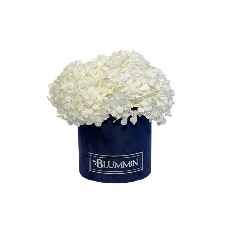 SMALL DARK BLUE VELVET BOX WITH WHITE HORTENSIA