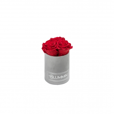 XS BLUMMIN - LIGHT GREY VELVET BOX WITH VIBRANT RED ROSES