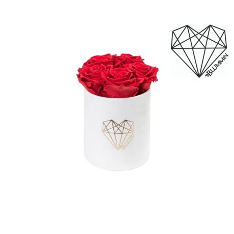 MIDI LOVE - WHITE VELVET BOX WITH VIBRANT RED ROSES