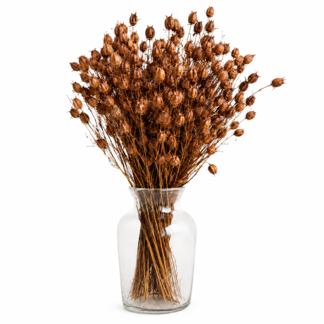 -50% KUIVATATUD NIGELLA