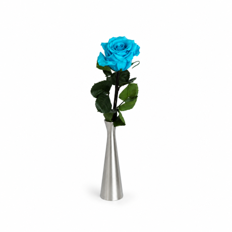 VARREGA ROOS 25 cm - AQUAMARINE