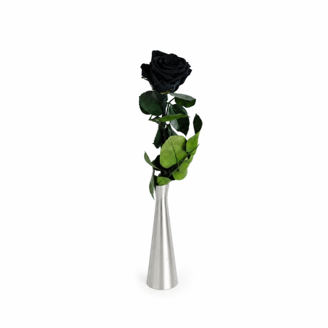VARREGA ROOS 25 cm - BLACK