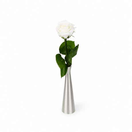 VARREGA ROOS 25 cm - WHITE