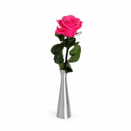 Спящие розы со стеблем - AQUAMARINE (25 cm)