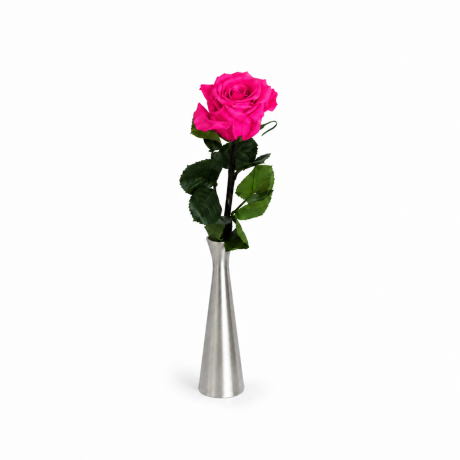 Спящие розы со стеблем - AQUAMARINE (25 cm)