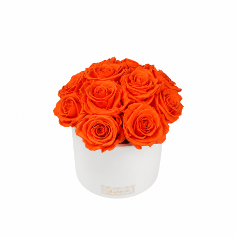 BOUQUET WITH 11 ROSES - WHITE CERAMIC POT WITH ICE PINK ROSES