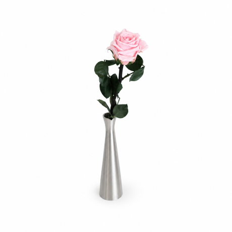 VARREGA ROOS 25 cm - BRIDAL PINK