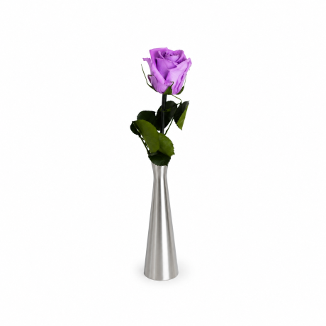 VARREGA ROOS 25 cm - VIOLET VAIN