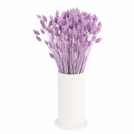 PHALARIS - POWDER PURPLE