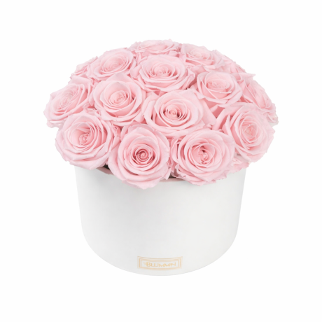 BOUQUET WITH 17 ROSES - WHITE CERAMIC POT WITH BRIDAL PINK ROSES
